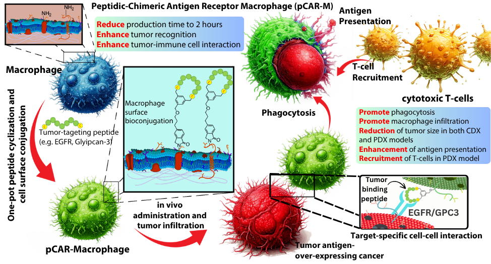 Conceptual illustration of pCAR-M generation, phagocytosis, antigen presentation, and T-cell recruitment