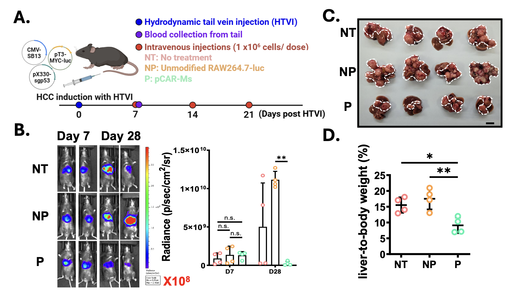 HCC mouse model timeline, bioluminescence imaging, liver tumor images, and liver-to-body-weight quantification comparing no treatment, unmodified macrophages, and pCAR-M treatment