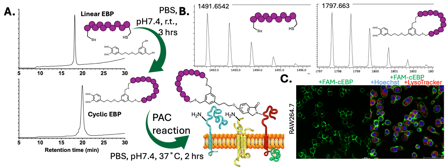 Chemical scheme and microscopy confirming cell-surface peptide conjugation