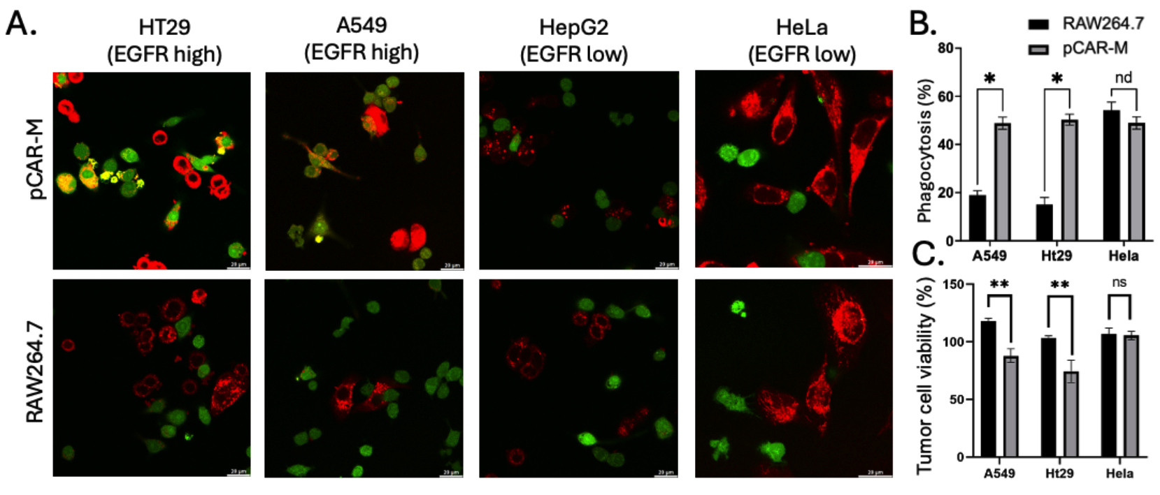 In-vitro phagocytosis and tumor-cell viability assays across EGFR-high and EGFR-low cell lines
