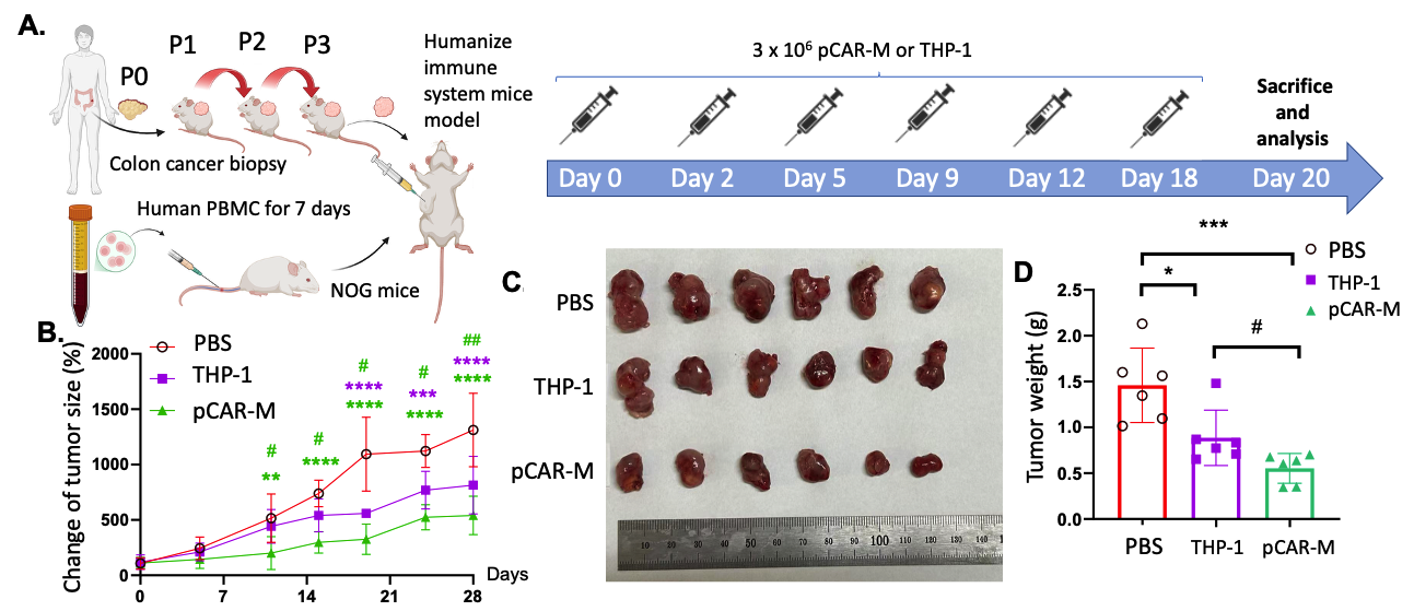 Humanized patient-derived tumor model treatment schedule, tumor volume change, excised tumors, and tumor weight